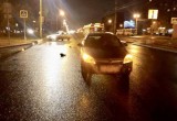 Трое пешеходов пострадали на проспекте Победы: одному сломали основание черепа - он в коме (ФОТО) 