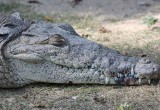 На похороны доброго крокодила пришли 500 человек: Гангарама индийцы любили больше, чем русские крокодила Гену 