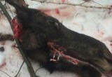 На Вологодчине браконьеры убили и разделали беременную лосиху 