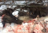На Вологодчине браконьеры убили и разделали беременную лосиху 