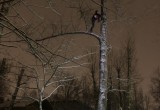 Спасать череповецкого котика, замерзавшего на дереве всю неделю, пришлось волонтерам (ФОТО) 