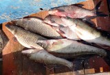 Шесть «рыбных» браконьеров поймали во время нереста в Вологодской области (ФОТО)