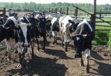 15 коров из Вологодской области доставили на Ямал