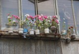 75-летний пенсионер превратил череповецкие дворы в цветники
