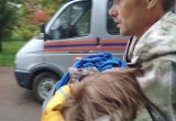 Пропавшая в Тарногском районе девочка найдена живой (ВИДЕО)