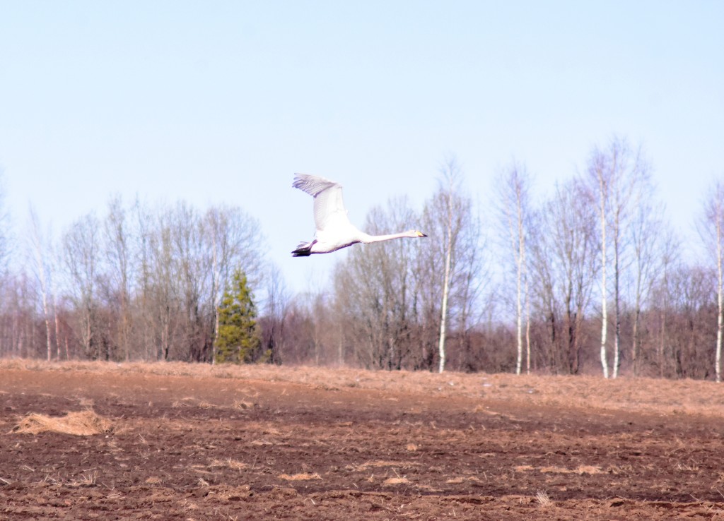 Лебеди. Фото: Александр Красильников, газета «Северная новь»