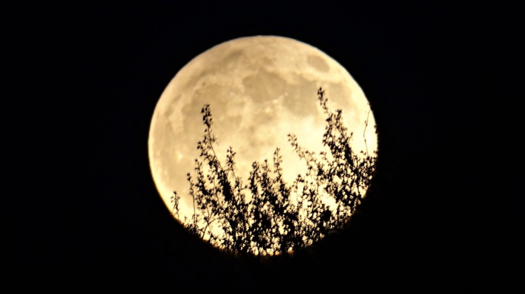 Почему цветочной луны. Лунное затмение фото. Цветочная Луна. Бийц цветочной Луны. Затмение по версии плоскоземельцев.