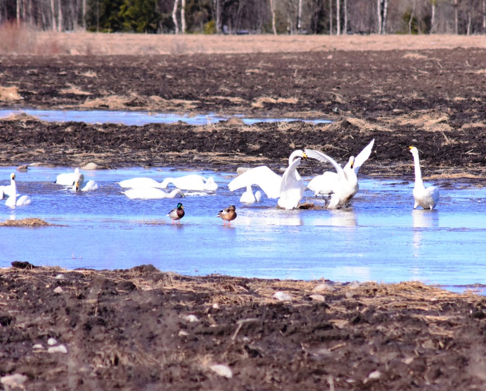 Лебеди в деревне Корнилово