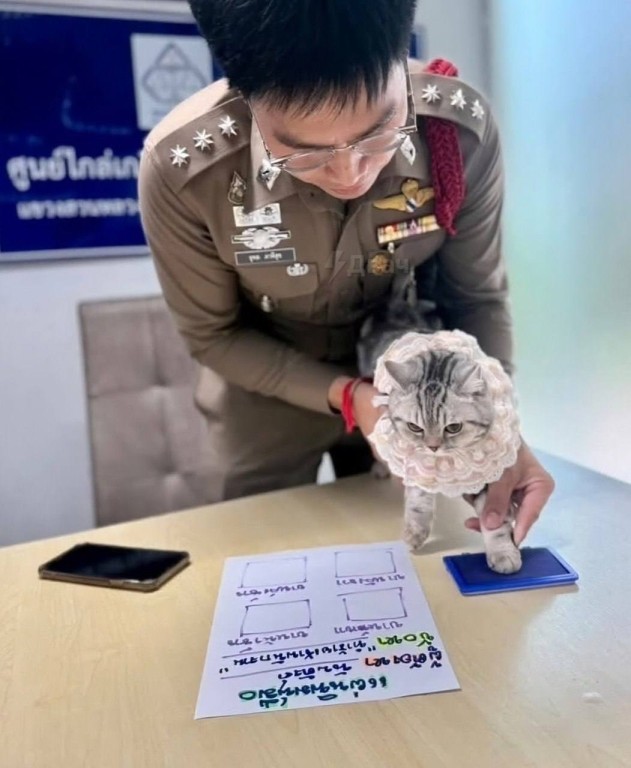 На кошку завели уголовное дело в тайской полиции