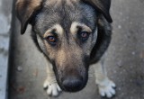  В Вологде собирают средства на открытие ветеринарного кабинета 