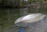 Тело пропавшего рыбака обнаружили вчера в реке Шексне