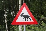 24 аварии по вине лосей произошло на трассах Вологодской области с начала года