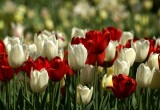 К юбилею Вологды город украсят 200 тысяч тюльпанов