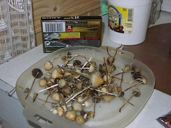 Сколько держат грибы. Псилоцибиновый гриб сушеный. Псилоцибиновые грибы сушеные. Грибы наркосодержащие. Галлюциногенные грибы сушеные.