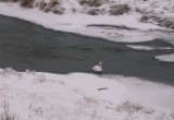 В Никольском районе спасли лебедя