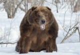 Медведь-шатун перепугал местных жителей