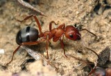 В Вологодском Ботаническом саду появился формикарий – искусственный муравейник. 