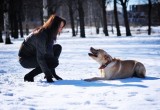 Любители собак в Череповце решили обзавестись площадками для выгула питомцев