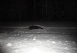 В Вологодской области водитель насмерть сбил лося и скрылся с места ДТП