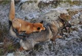 В Череповецком районе две собаки были убиты лисами