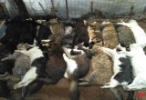В Череповце в приюте для животных «Остров» заживо сгорели 18 кошек