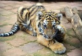 Спасенного от браконьеров тигренка передадут в зоопарк Великого Устюга