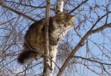 В Череповце девушка полезла на дерево спасать свою кошку и застряла сама