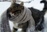 В Пасху в Вологодском регионе будет холодно