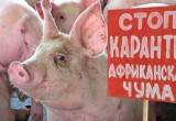 В Вологде будут судить жителя Рыбинска, завезшего африканскую чуму свиней