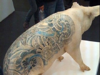 Зоозащитники в шоке: животным нужно будет делать татуировки
