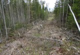 Тракторист уничтожил более 200 деревьев, чтобы было удобнее подъезжать к делянке