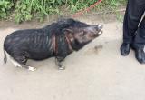 В центре Вологды выгуливают свинью на поводке