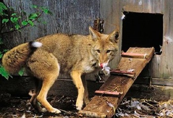 Деревни Шекснинского района атаковали голодные лисы