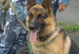 Собака поймала вора, обокравшего строительный гипермаркет в Череповце