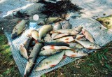 За полгода у вологодских браконьеров изъяли более 1,5 тонн рыбы