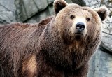959 медведей разрешили отстрелять вологодским охотникам