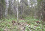 Пенсионер из Тотьмы незаконно спилил на дрова 60 берез