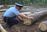 Более 100 деревьев загубили черные лесорубы в Кирилловском районе