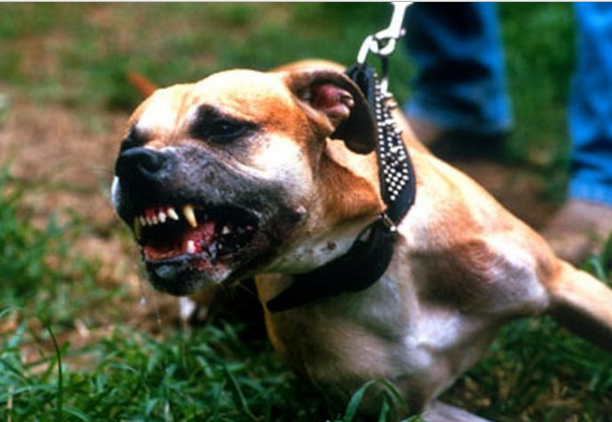 В Шексне челюсти собаки, напавшей на другое животное, разжимали монтажкой