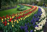 Тысячи тюльпанов появятся во дворах Вологды