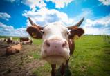 В Вологодской области успешно испытали биодобавки на коровах