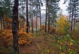 Второй день в Вологодской области ищут любителя клюквы