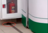 Вологжанин снял на видео крысу в супермаркете и выложил ролик в сеть