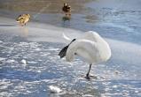 Замерзших птиц спасают в Череповце