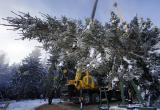 Главная новогодняя елка страны обойдется в 6 млн. руб.
