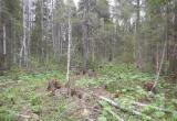 Больше 400 незаконных рубок леса разоблачили в Вологодской области