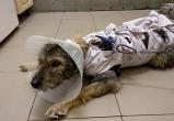 Волонтер из Вологды ездил в Кировскую область спасать бездомную собаку