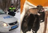 Маленьких щенков спасли сотрудники ГИБДД в Вологодской области 
