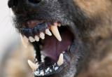 Жителей Шексны и окрестностей запугала стая агрессивных собак