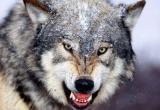 Больше 200 волков добыли в этом году вологодские охотники